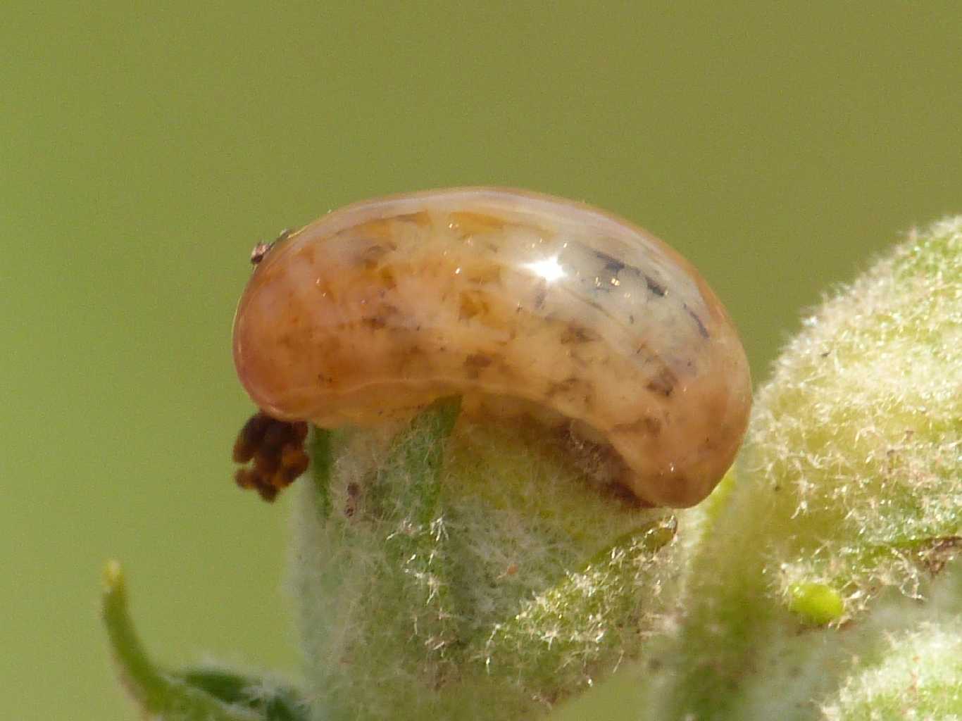 Larve e aulto di Cionus sp. (Curculionidae) su verbasco